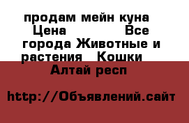 продам мейн куна › Цена ­ 15 000 - Все города Животные и растения » Кошки   . Алтай респ.